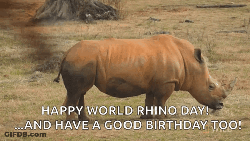 A Rhino Is Standing In A Grassy Field With The Words Happy World Rhino Day And Have A Good Birthday Too GIF