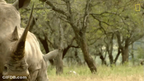 A Rhino Is Standing In A Grassy Field With Trees In The Background GIF