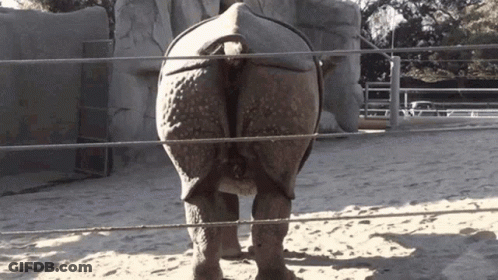 A Rhino Is Standing In The Sand Behind A Rope Fence GIF