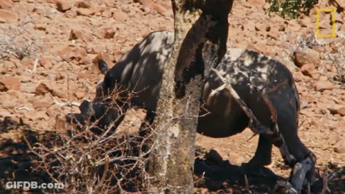 A Rhino Is Standing Next To A Tree With A National Geographic Logo In The Corner GIF