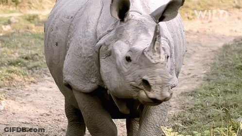 A Rhino Is Standing On A Dirt Road With The Word Wild Written In The Background GIF
