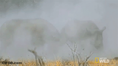 A Rhino Is Walking Through A Field With A National Geographic Wild Logo On The Bottom GIF