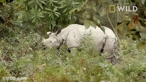A Rhino Is Walking Through A Lush Green Field With A National Geographic Logo In The Corner GIF