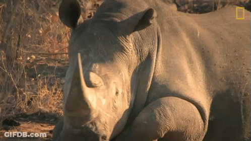 A Rhino Laying Down With A National Geographic Logo On The Bottom Right GIF