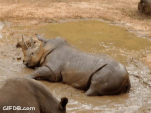 A Rhino Laying In A Puddle Of Mud GIF