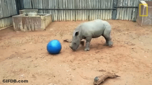 A Rhino Playing With A Blue Ball In A Dirt Area GIF