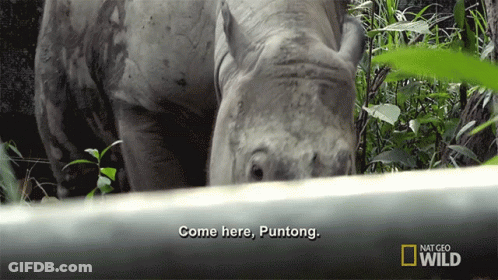 A Rhino Says Come Here Puntong On A National Geographic Wild Video GIF