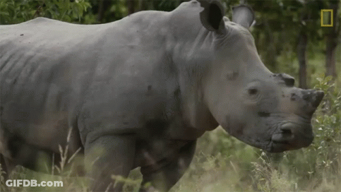A Rhino Standing In A Field With A National Geographic Logo In The Corner GIF