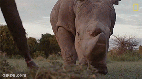 A Rhino Standing In A Field With A National Geographic Logo On The Bottom GIF