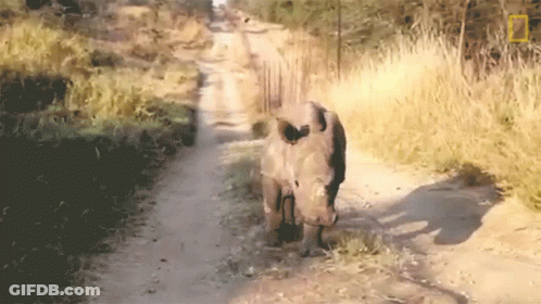 A Rhino Walking Down A Dirt Road With A National Geographic Logo On The Bottom Right GIF