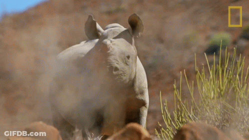 A Rhino With A National Geographic Logo In The Corner GIF