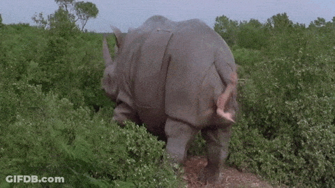 A Rhino With A Woman 'S Hand On The Back Of It GIF