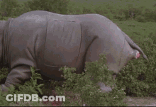 A Rhinoceros Is Laying In The Grass With A Bloody Butt . GIF