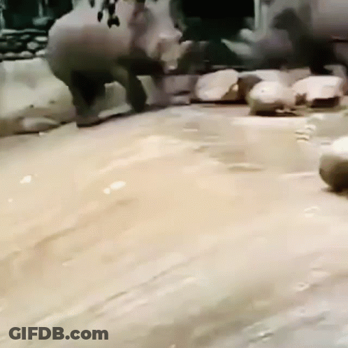 A Rhinoceros Is Walking Across A Concrete Surface . GIF