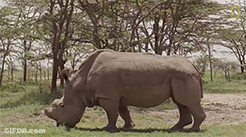 A Rhinoceros Is Walking Across A Grassy Field In The Wild . GIF