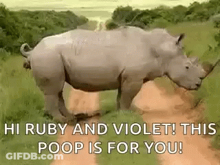A Rhinoceros Is Walking Down A Dirt Road In The Wild . GIF