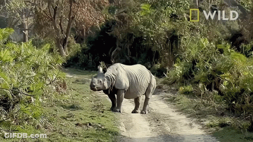 A Rhinoceros Is Walking Down A Dirt Road With A National Geographic Logo Behind It GIF