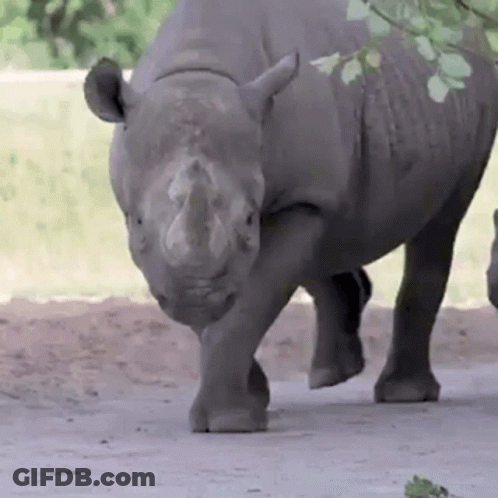 A Rhinoceros Is Walking On A Dirt Road Looking At The Camera GIF
