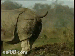 A Rhinoceros Is Walking Through A Field With A Watermark That Says 154786413 On It . GIF
