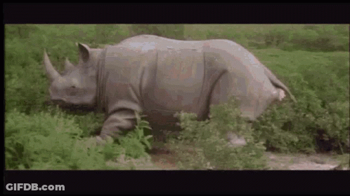 A Rhinoceros Is Walking Through A Lush Green Field Of Grass . GIF