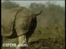 A Rhinoceros Is Walking Through A Muddy Field In The Wild . GIF
