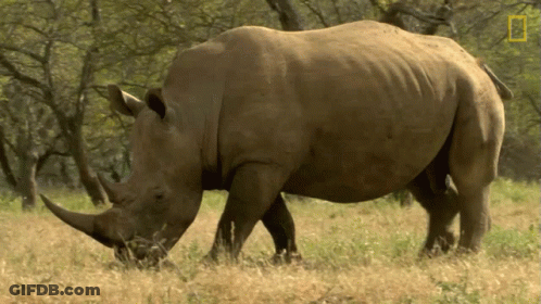 A Rhinoceros Standing In A Field With A National Geographic Logo In The Background GIF