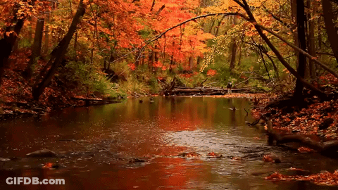 A River In The Middle Of A Forest With Leaves On The Ground GIF