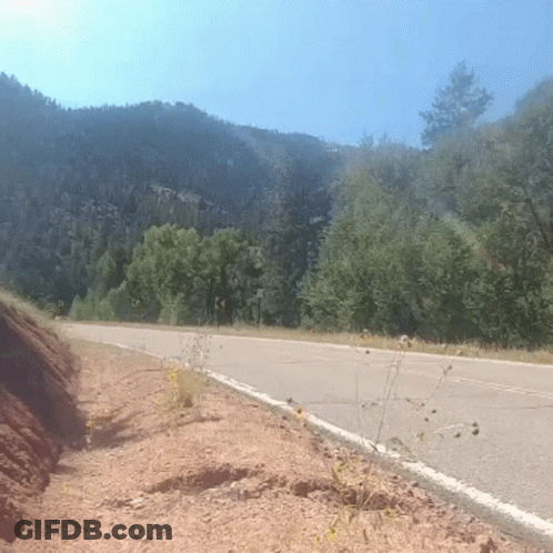 A Road Going Through A Forest With Trees On Both Sides GIF