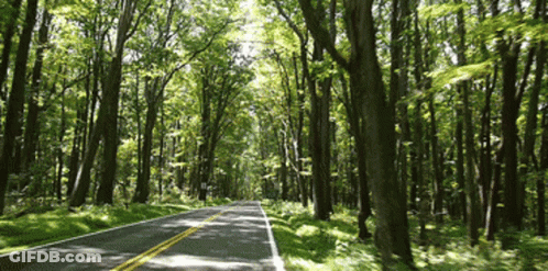 A Road With Trees On Both Sides Of It GIF