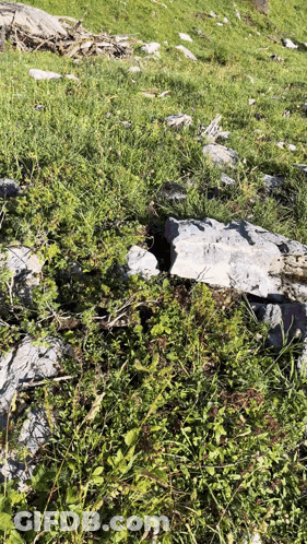 A Rock In The Middle Of A Grassy Field With A Hole In It GIF