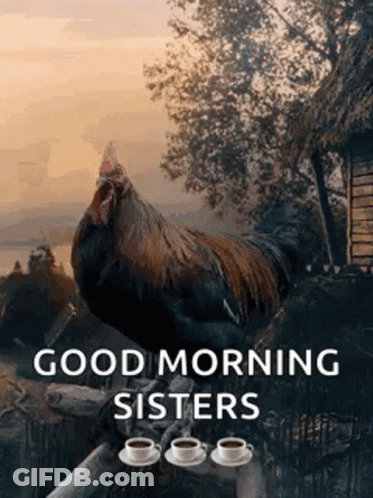A Rooster Is Sitting On A Tree Branch With Two Cups Of Coffee . GIF