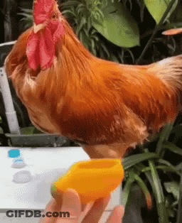 A Rooster Is Standing Next To A Person Holding A Yellow Cup GIF