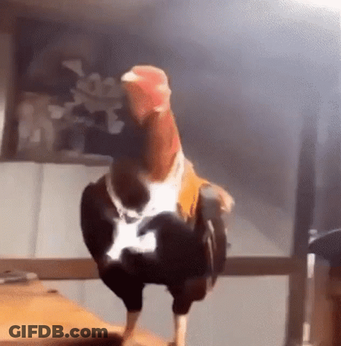 A Rooster Is Standing On Top Of A Wooden Table In A Room . GIF
