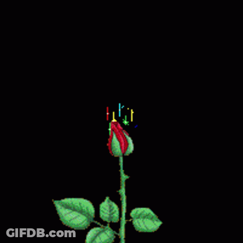A Rose Is Surrounded By Fireworks And Stars GIF