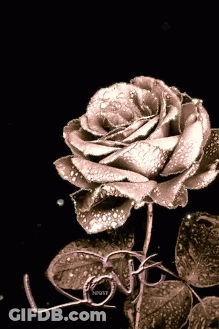 A Rose With Water Drops And The Word Love GIF