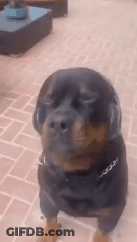 A Rottweiler Dog Wearing Headphones Is Standing On A Brick Patio . GIF