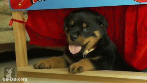 A Rottweiler Puppy Is Sticking Its Tongue Out While Laying Under A Red Curtain GIF