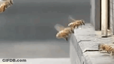 A Row Of Bees Are Flying Over A Ledge . GIF