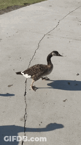 A Row Of Ducks Walking Down A Sidewalk With A Trash Can In The Background GIF