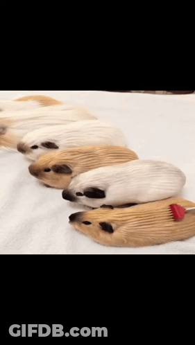 A Row Of Guinea Pigs With A Red Arrow Pointing To Them GIF