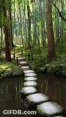 A Row Of Stepping Stones Leading Over A Body Of Water In A Forest GIF