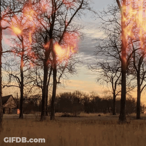 A Row Of Trees Are On Fire In A Field GIF