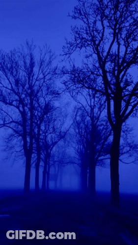 A Row Of Trees In A Dark Blue Forest GIF