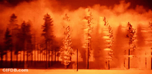 A Row Of Trees In A Forest With A Red Sky Behind Them GIF