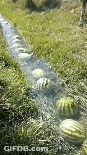 A Row Of Watermelons In A Stream Of Water GIF