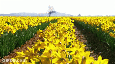 A Row Of Yellow Flowers In A Field With A Tree In The Background GIF