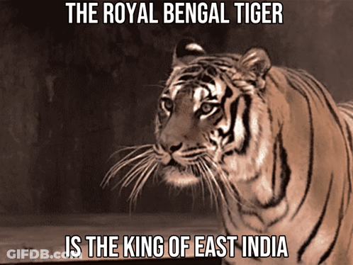 A Royal Bengal Tiger Is The King Of East India GIF