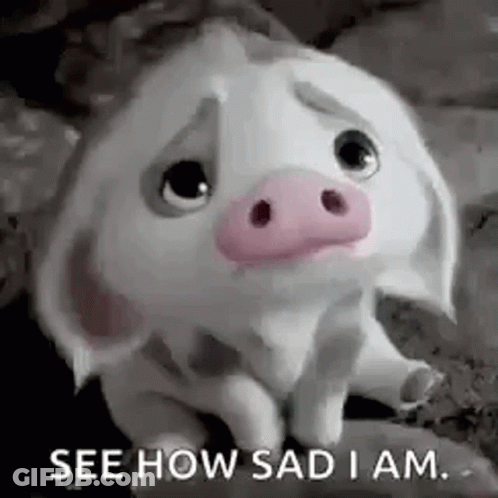 A Sad Pig Is Sitting On A Rock And Looking At The Camera . GIF