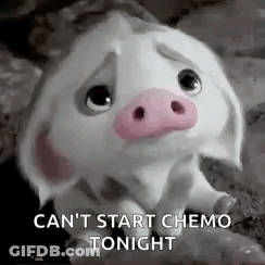 A Sad Pig With A Pink Nose Is Sitting On A Rock And Says `` Can 'T Start Chemo Tonight '' . GIF