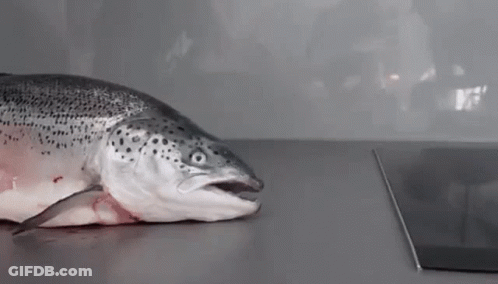 A Salmon Is Laying On A Counter With Its Mouth Open . GIF